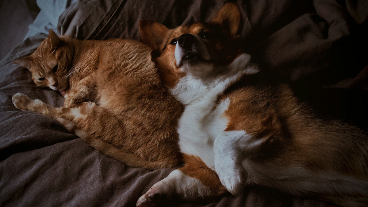 A cat and a dog curled up together