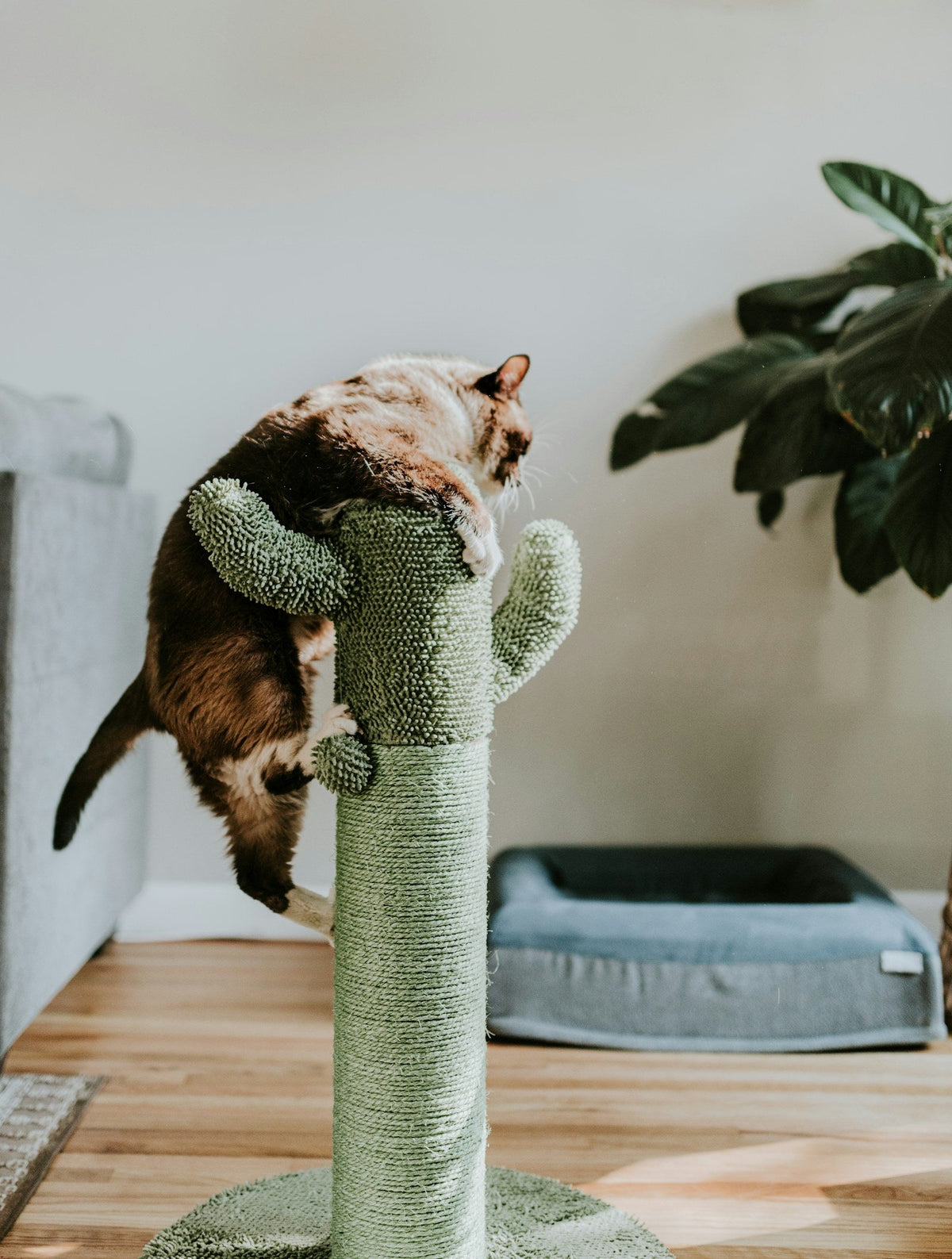 Brown tabby cat resting on a green cat tree