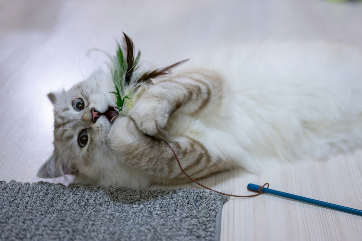 Grey and white cat playing with a toy