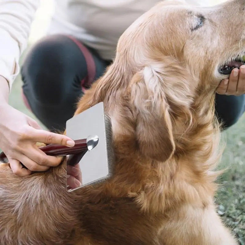 Grooming a long-haired dog with the slicker brush