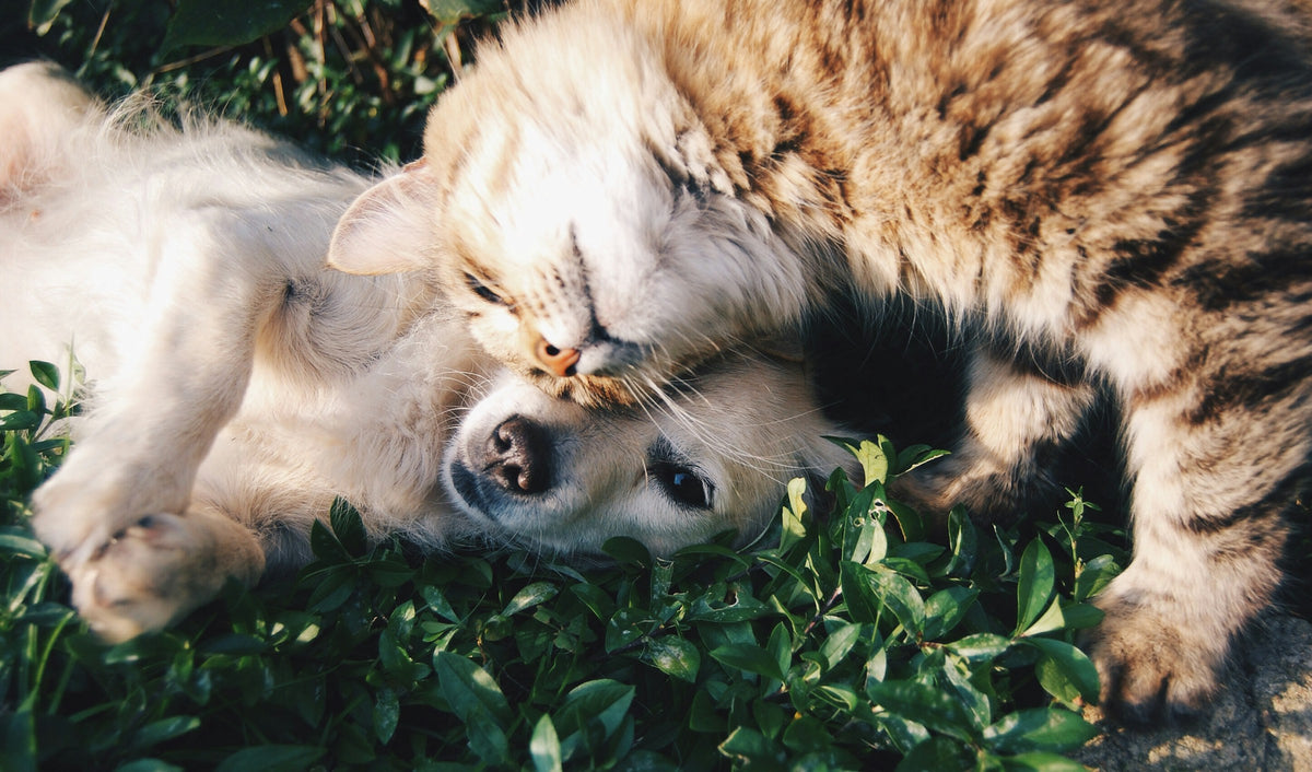 A white dog and a gray cat resting together in the grass