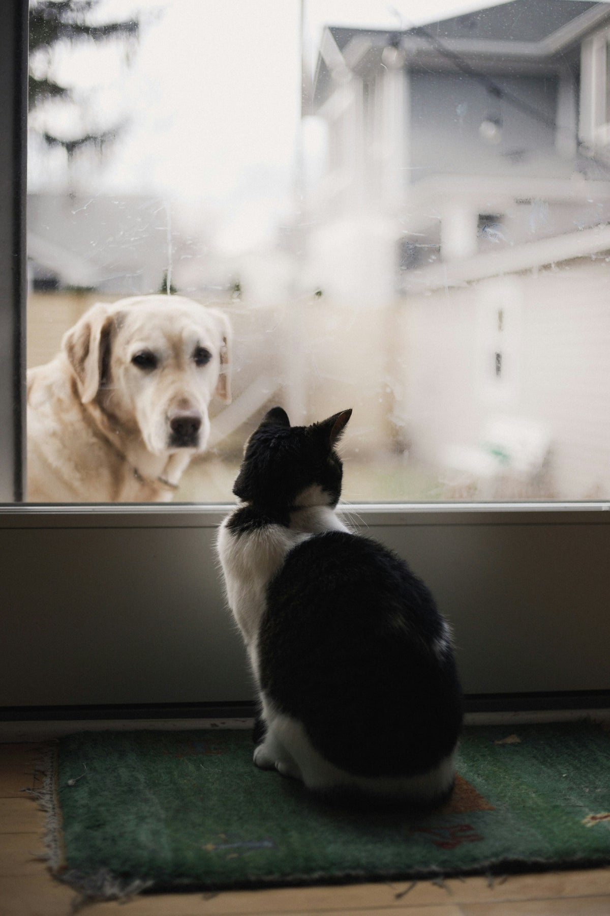 A black and white cat watching a yellow Labrador through a window