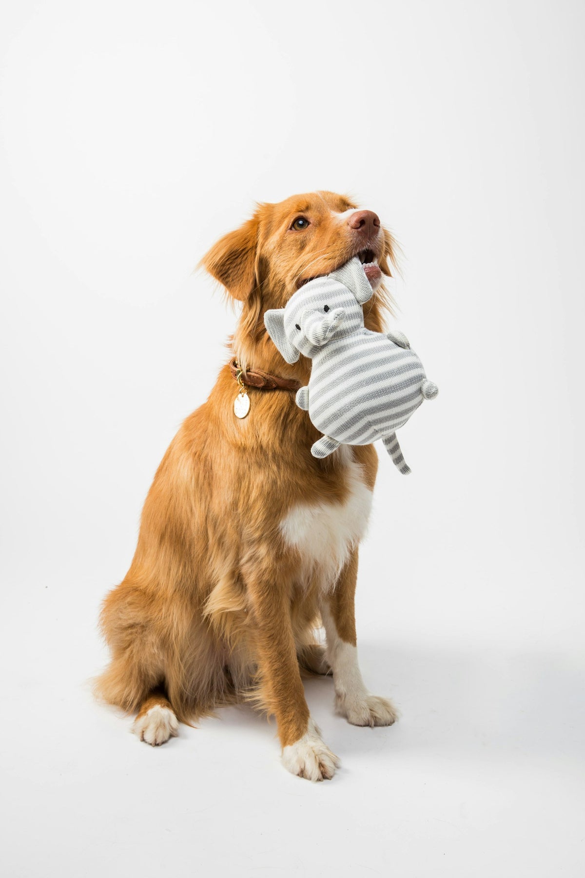 Golden retriever holding a grey striped plush elephant toy