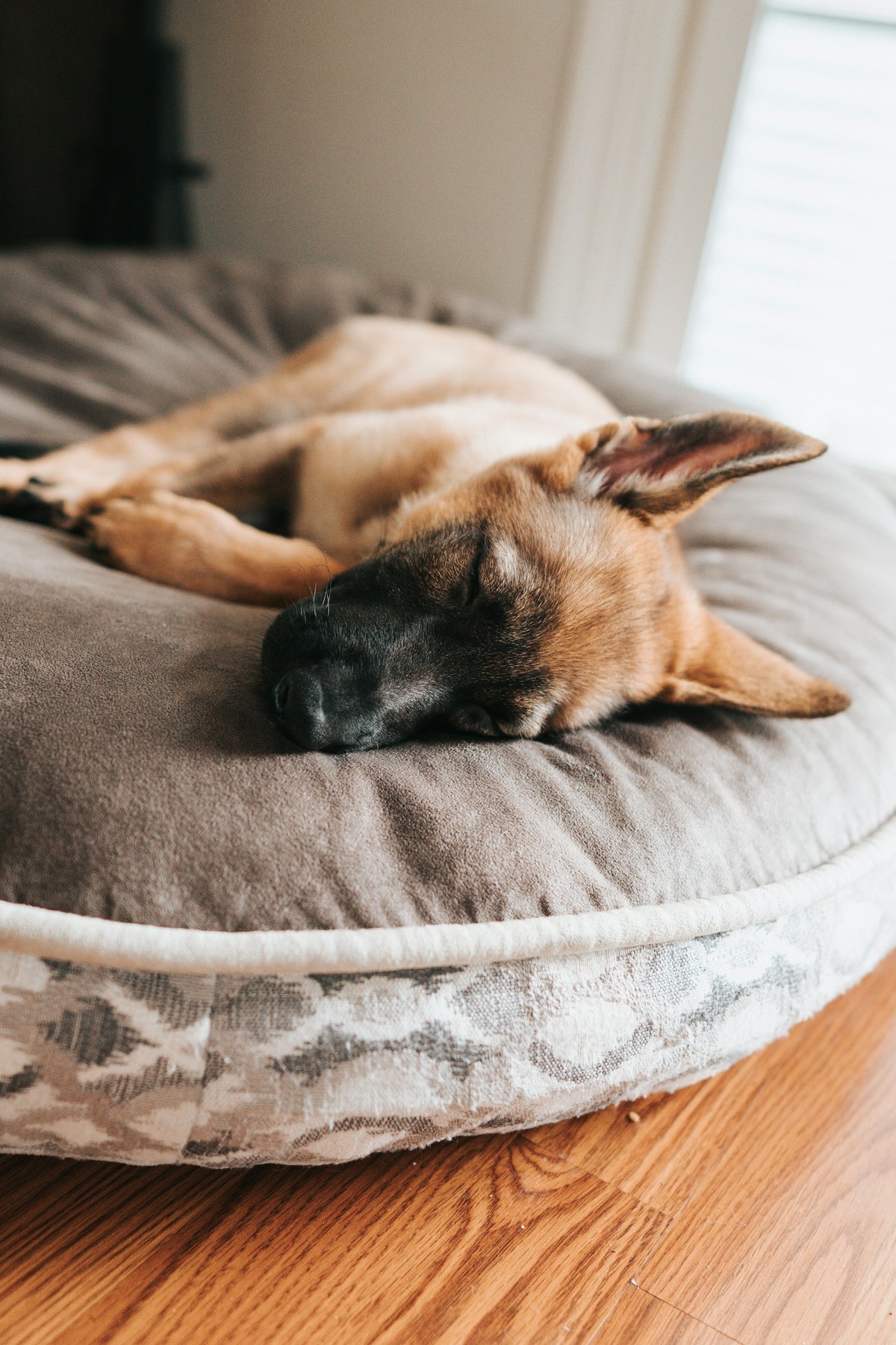 German shepherd resting on a gray pet bed