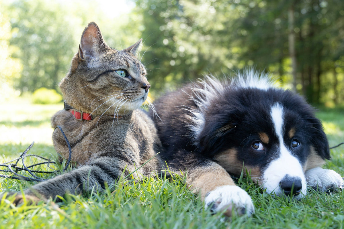 A dog and a cat lying side by side in the grass