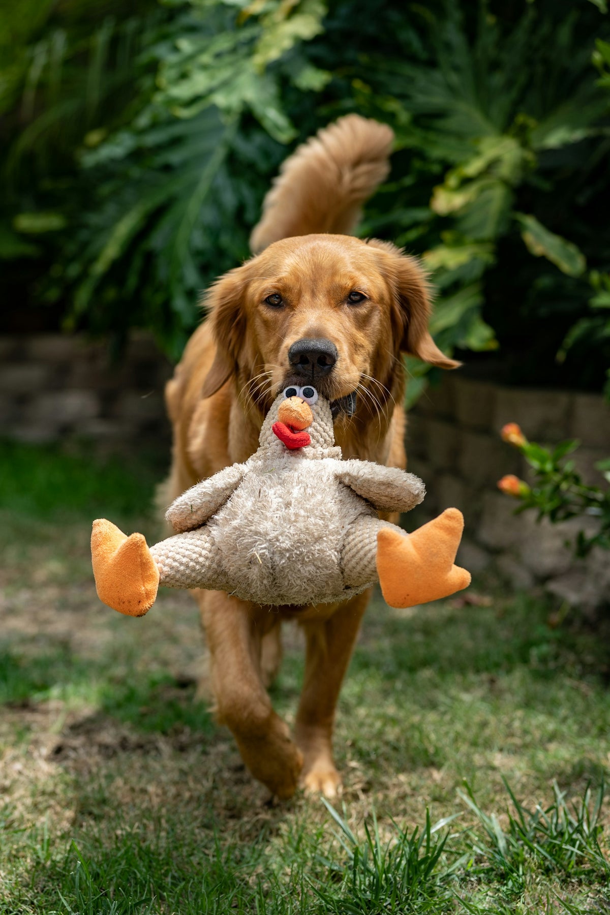Golden retriever puppy chewing a plush toy on the grass
